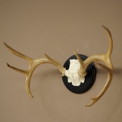 Weisswedel-hertengewei op trofeeschild, hoogte 28 cm 76,27