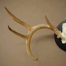 Weisswedel-hertengewei op trofeeschild, hoogte 28 cm 76,27