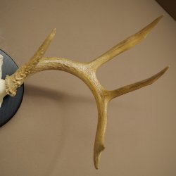 Weisswedel-hertengewei op trofeeschild, hoogte 28 cm 76,27