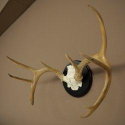 Weisswedel-hertengewei op trofeeschild, hoogte 28 cm 76,27