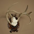 Weisswedel-hertengewei op een gebeeldhouwd trofeeschild, hoogte 42 cm, 76,28