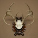 Weisswedel-hertengewei op een gebeeldhouwd trofeeschild, hoogte 42 cm, 76,28