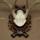 Weisswedel-hertengewei op een gebeeldhouwd trofeeschild, hoogte 42 cm, 76,28