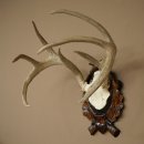Weisswedel-hertengewei op een gebeeldhouwd trofeeschild, hoogte 42 cm, 76,28