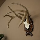 Weisswedel-hertengewei op een gebeeldhouwd trofeeschild, hoogte 42 cm, 76,28