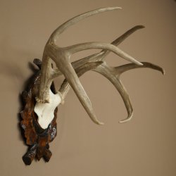 Weisswedel-hertengewei op een gebeeldhouwd trofeeschild, hoogte 42 cm, 76,28