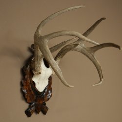 Weisswedel-hertengewei op een gebeeldhouwd trofeeschild, hoogte 42 cm, 76,28