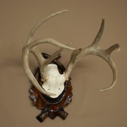 Weisswedel-hertengewei op een gebeeldhouwd trofeeschild, hoogte 42 cm, 76,28