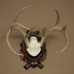 Weisswedel-hertengewei op een gebeeldhouwd trofeeschild, hoogte 42 cm, 76,28