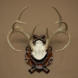 Weisswedel-hertengewei op een gebeeldhouwd trofeeschild, hoogte 42 cm, 76,28