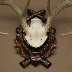 Weisswedel-hertengewei op een gebeeldhouwd trofeeschild, hoogte 42 cm, 76,28