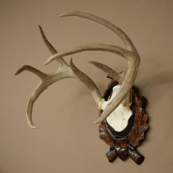 Weisswedel-hertengewei op een gebeeldhouwd trofeeschild, hoogte 42 cm, 76,28