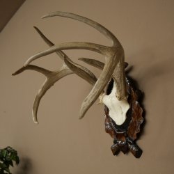 Weisswedel-hertengewei op een gebeeldhouwd trofeeschild, hoogte 42 cm, 76,28