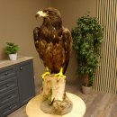 Weißkopfseeadler Jungtier Jungkleid Adler...