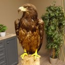 Weißkopfseeadler Jungtier Jungkleid Adler Präparat Vogel mit Genehmigung zum Verkauf