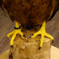 Weißkopfseeadler Jungtier Jungkleid Adler Präparat Vogel mit Genehmigung zum Verkauf