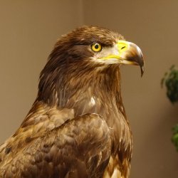 Weißkopfseeadler Jungtier Jungkleid Adler Präparat Vogel mit Genehmigung zum Verkauf
