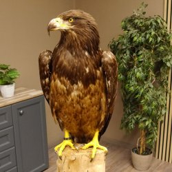 Weißkopfseeadler Jungtier Jungkleid Adler Präparat Vogel mit Genehmigung zum Verkauf