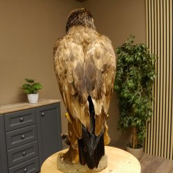 Weißkopfseeadler Jungtier Jungkleid Adler Präparat Vogel mit Genehmigung zum Verkauf