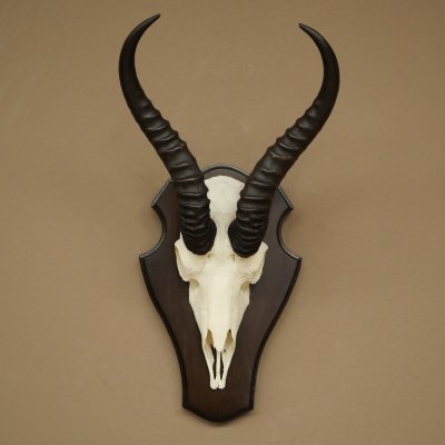Trofeo de antílope springbok (cráneo) de 30 cm de altura, montado en un soporte para trofeos 88.6.109