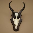 Trofeo de antílope springbok (cráneo) de 30...