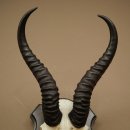 Trofeo de antílope springbok (cráneo) de 30 cm de altura, montado en un soporte para trofeos 88.6.109