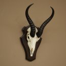Trofeo de antílope springbok (cráneo) de 30 cm de altura, montado en un soporte para trofeos 88.6.109
