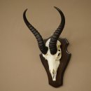 Trofeo de antílope springbok (cráneo) de 30 cm de altura, montado en un soporte para trofeos 88.6.109