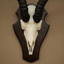 Trofeo de antílope springbok (cráneo) de 30 cm de altura, montado en un soporte para trofeos 88.6.109