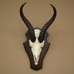 Trofeo de antílope springbok (cráneo) de 30 cm de altura, montado en un soporte para trofeos 88.6.109