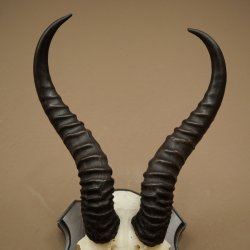 Trofeo de antílope springbok (cráneo) de 30 cm de altura, montado en un soporte para trofeos 88.6.109