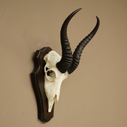 Trofeo de antílope springbok (cráneo) de 30 cm de altura, montado en un soporte para trofeos 88.6.109