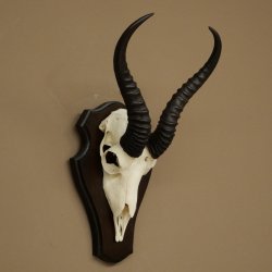 Trofeo de antílope springbok (cráneo) de 30 cm de altura, montado en un soporte para trofeos 88.6.109