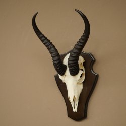 Trofeo de antílope springbok (cráneo) de 30 cm de altura, montado en un soporte para trofeos 88.6.109