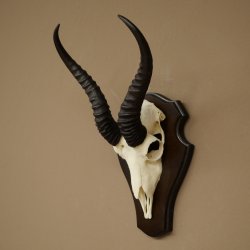 Trofeo de antílope springbok (cráneo) de 30 cm de altura, montado en un soporte para trofeos 88.6.109