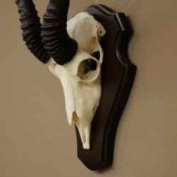 Trofeo de antílope springbok (cráneo) de 30 cm de altura, montado en un soporte para trofeos 88.6.109