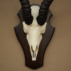 Trofeo de antílope springbok (cráneo) de 30 cm de altura, montado en un soporte para trofeos 88.6.109