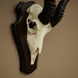 Trofeo de antílope springbok (cráneo) de 30 cm de altura, montado en un soporte para trofeos 88.6.109