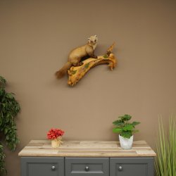 Martora, martora comune, esemplare imbalsamato, decorativo, altezza 50 m, esemplare imbalsamato 89.5.246