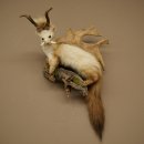 Martilla Wolpertinger con dientes en forma de cuernos de...