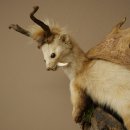 Martilla Wolpertinger con dientes en forma de cuernos de corzo, cuernos de gamo y peinado punk. Especimen disecado de Wolpi. Altura: 56 cm