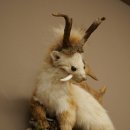 Martilla Wolpertinger con dientes en forma de cuernos de corzo, cuernos de gamo y peinado punk. Especimen disecado de Wolpi. Altura: 56 cm