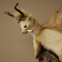 Martilla Wolpertinger con dientes en forma de cuernos de corzo, cuernos de gamo y peinado punk. Especimen disecado de Wolpi. Altura: 56 cm