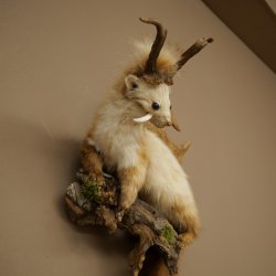 Martilla Wolpertinger con dientes en forma de cuernos de corzo, cuernos de gamo y peinado punk. Especimen disecado de Wolpi. Altura: 56 cm