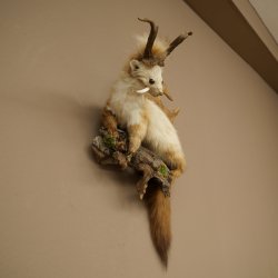 Martilla Wolpertinger con dientes en forma de cuernos de corzo, cuernos de gamo y peinado punk. Especimen disecado de Wolpi. Altura: 56 cm