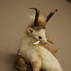 Martilla Wolpertinger con dientes en forma de cuernos de corzo, cuernos de gamo y peinado punk. Especimen disecado de Wolpi. Altura: 56 cm