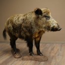 European wild boar (Sus scrofa), standing, height 95 cm,...