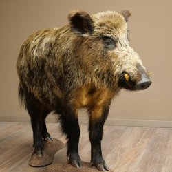 Wildschwein europäischer Keiler (Sus scrofa) stehend Höhe 95 cm Tierpräparat Präparat Trophäe