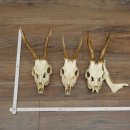 Cuernos de corzo sueltos: 3 piezas con nariz completa y...