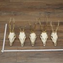 Loose deer antlers, 5 pieces, with full nose and full...